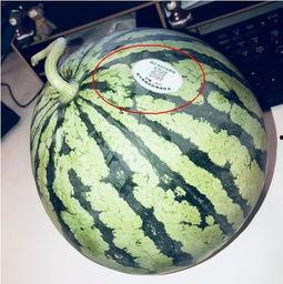 百万网红吃瓜 第2张 百万网红吃瓜 第2张